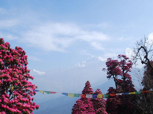 Nepal’s electricity authority accused of undermining internet access