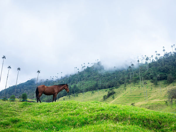 WOM delivering 700MHz services in 525 new locations in Colombia